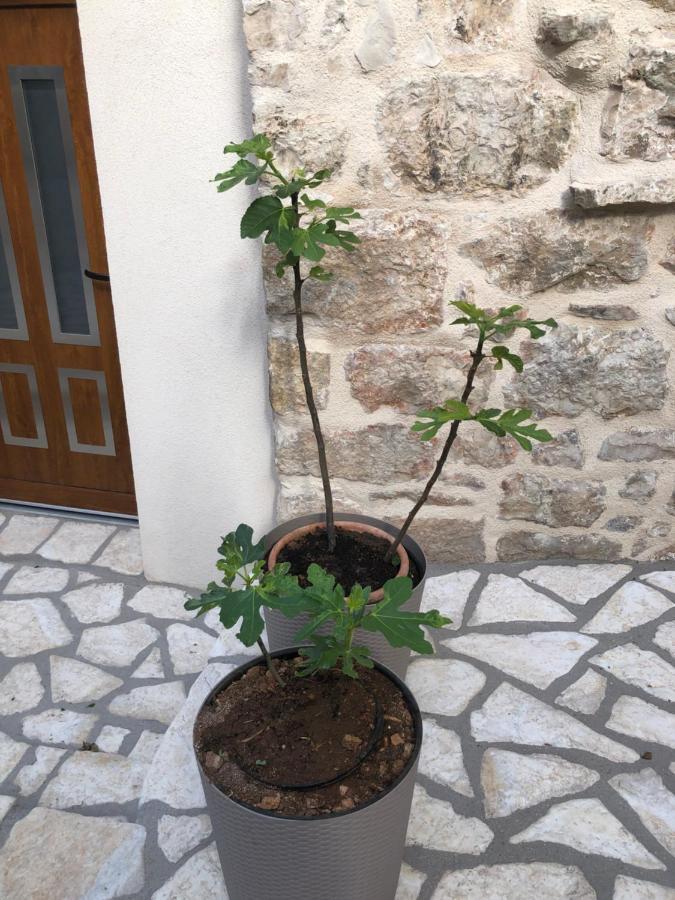Old Town Apartment Tonka Hvar Town Extérieur photo
